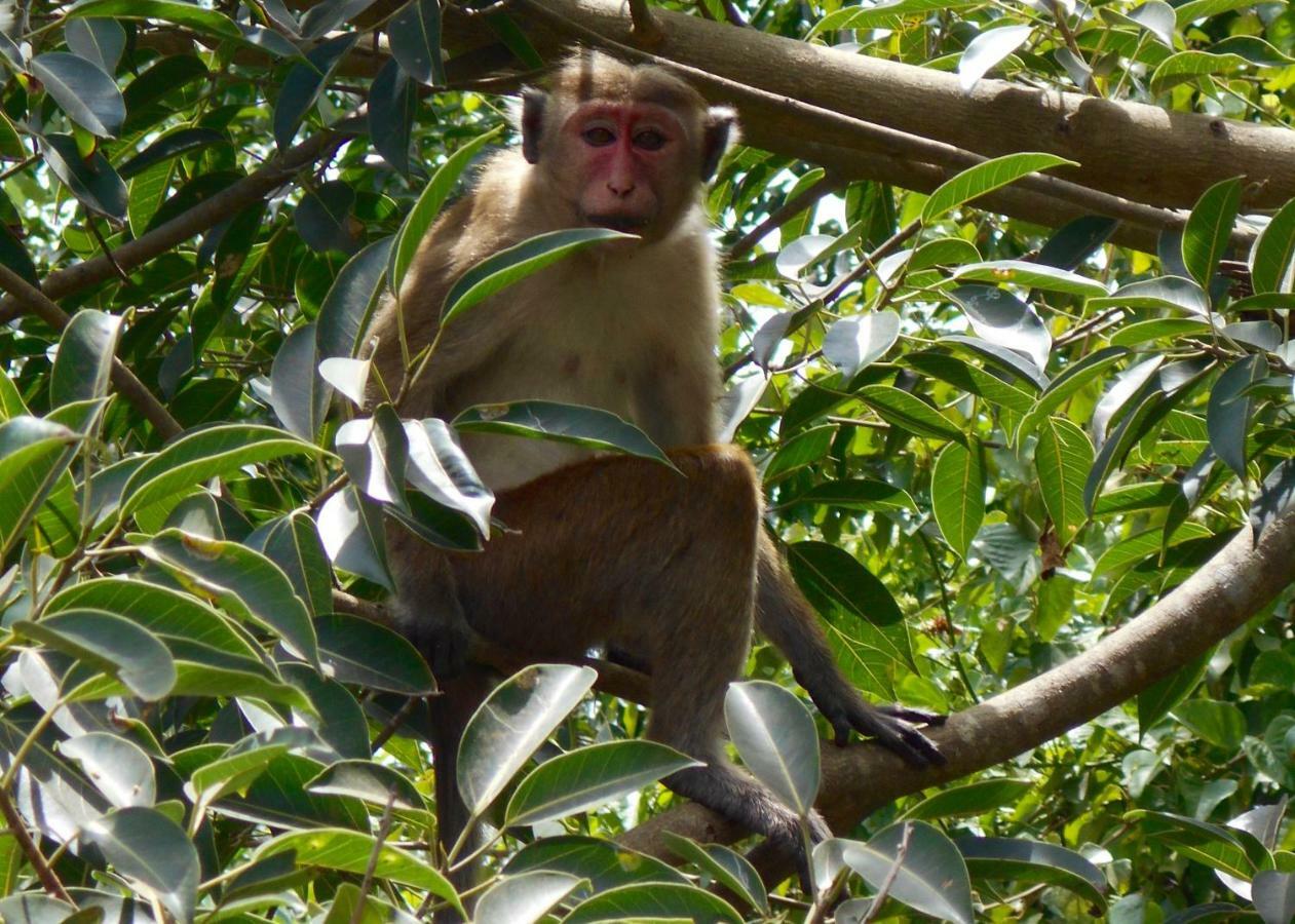 Homestay Camping Anuradhapura Esterno foto