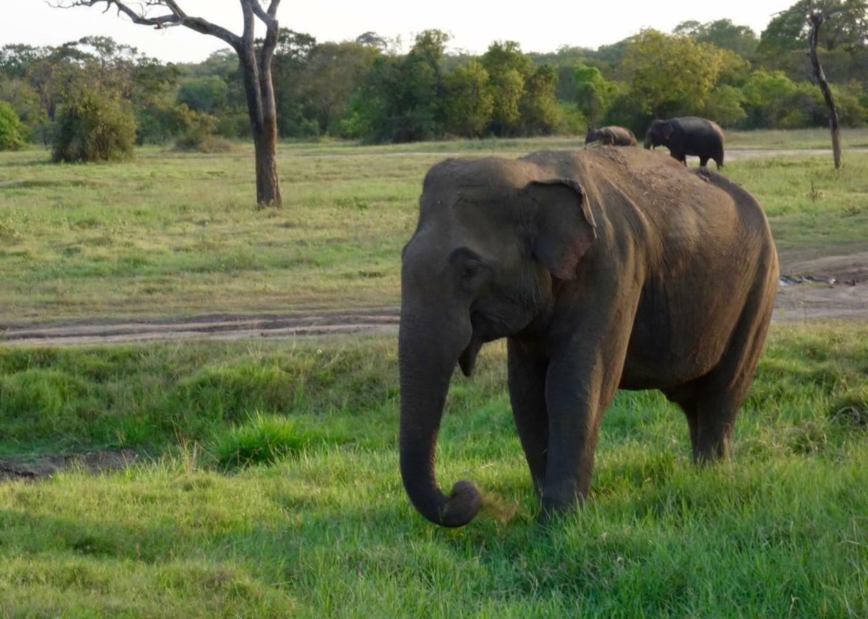 Homestay Camping Anuradhapura Esterno foto