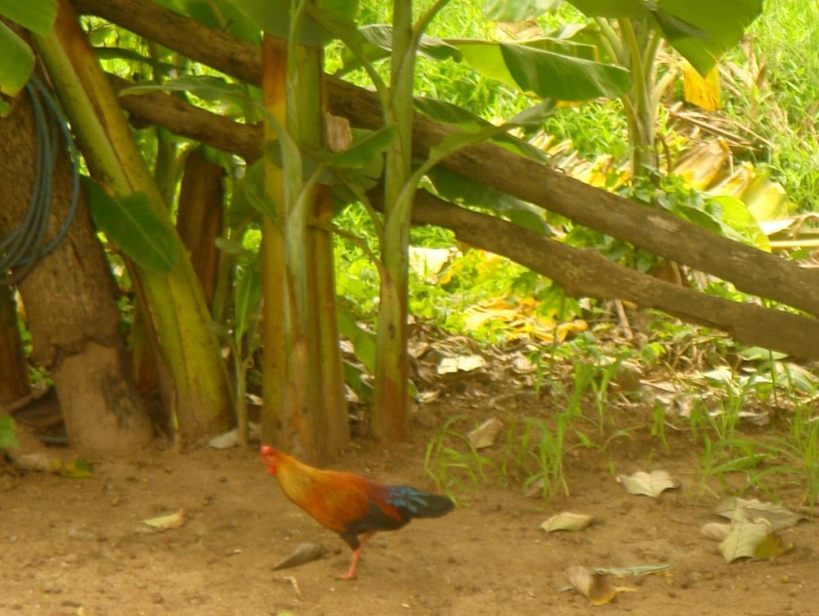 Homestay Camping Anuradhapura Esterno foto